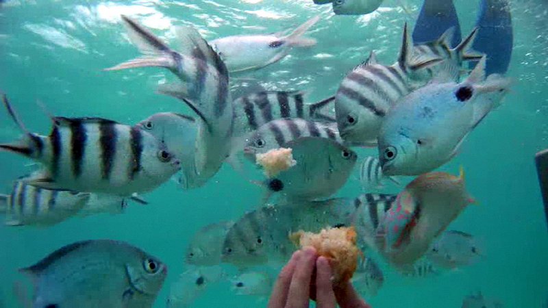 undersea walk mauritius - Feeding Fish