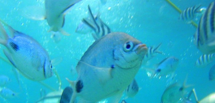 undersea walk mauritius