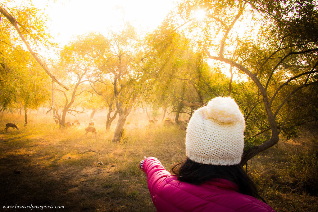 Safari at sariska tiger reserve - weekend getaway from delhi India