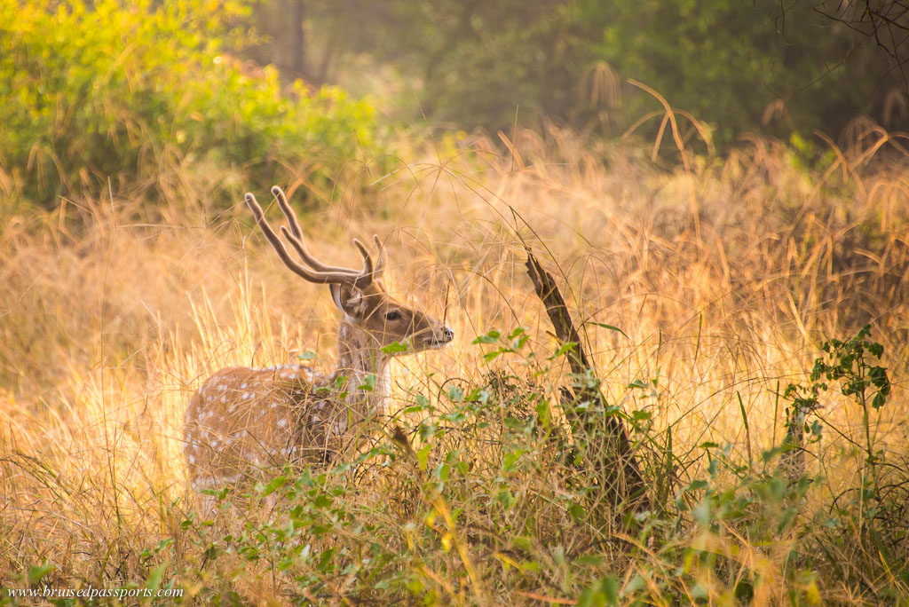 A spotted deer at Sariska National Park weekend getaway from Delhi