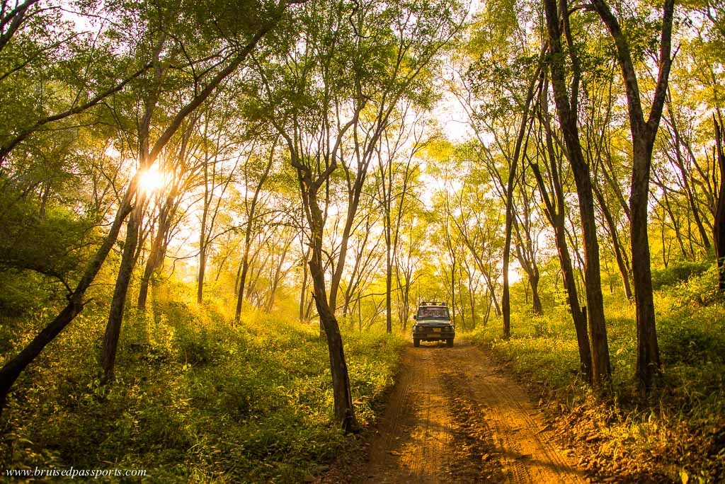 Safari at sariska tiger reserve - weekend getaway from delhi India