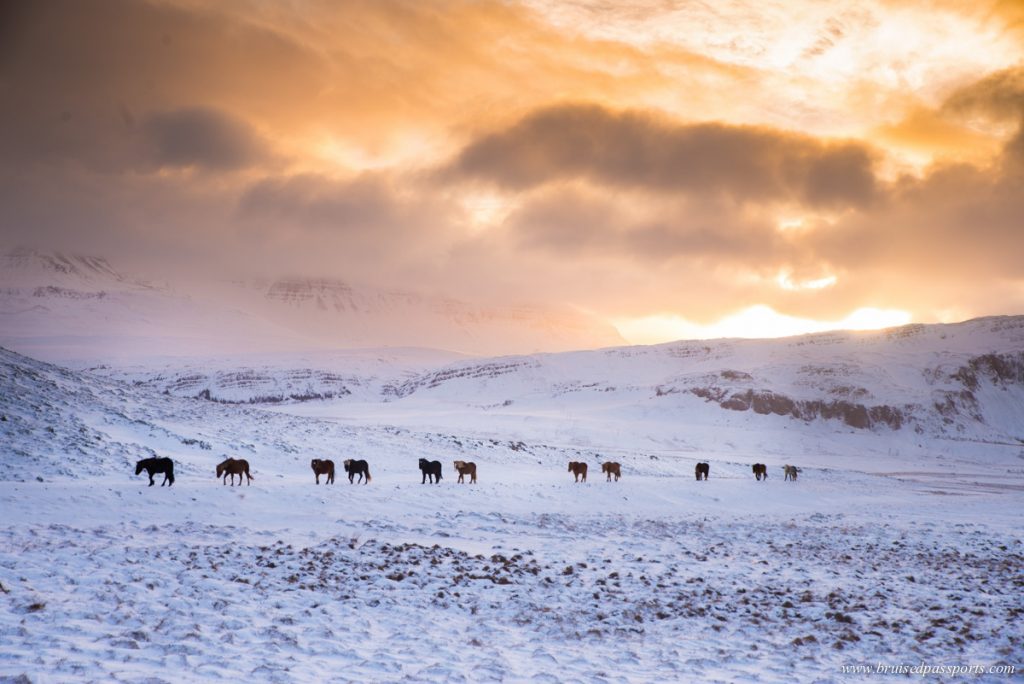 Horses walking on snow in Iceland 