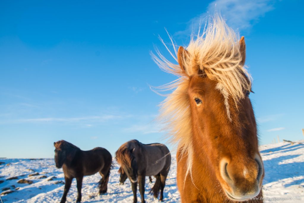 Icelandic horses in a farm in Iceland